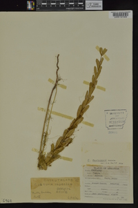 Cuscuta pentagona image