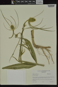 Dipsacus fullonum image