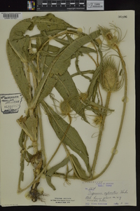 Dipsacus fullonum image