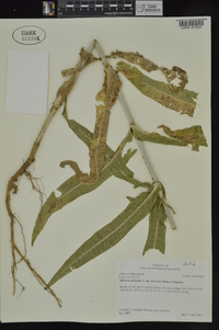 Dipsacus fullonum image