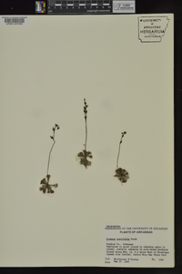 Drosera brevifolia image