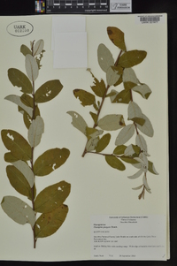 Elaeagnus pungens image