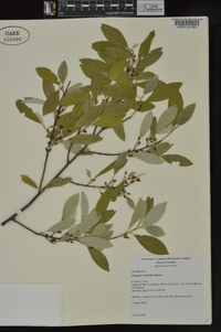 Elaeagnus umbellata image