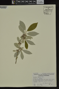 Elaeagnus umbellata image