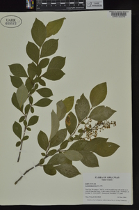 Lyonia ligustrina var. foliosiflora image