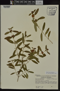 Hypericum prolificum image