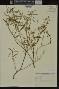 Hypericum prolificum image