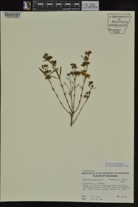 Hypericum prolificum image