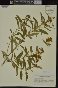 Hypericum prolificum image