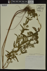 Hypericum punctatum var. punctatum image