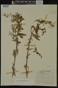 Hypericum sphaerocarpum image