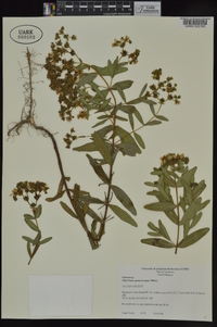 Hypericum sphaerocarpum image