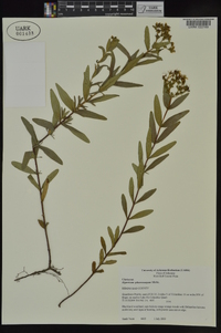 Hypericum sphaerocarpum image