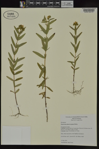 Hypericum sphaerocarpum image