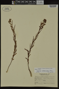 Hypericum sphaerocarpum image