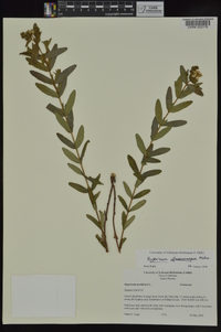 Hypericum sphaerocarpum image