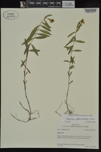 Hypericum sphaerocarpum image