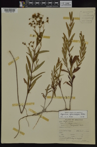 Hypericum sphaerocarpum image