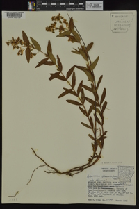 Hypericum sphaerocarpum image