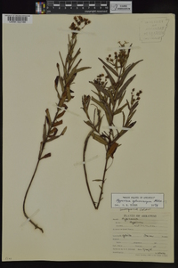 Hypericum sphaerocarpum image