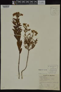 Hypericum sphaerocarpum image