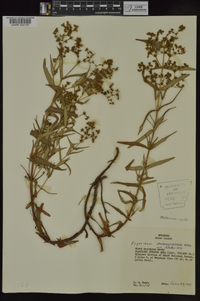 Hypericum sphaerocarpum image