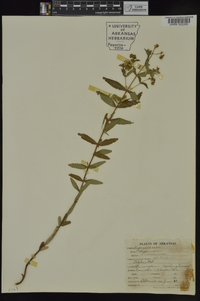 Hypericum sphaerocarpum image