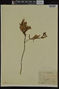 Hypericum sphaerocarpum image