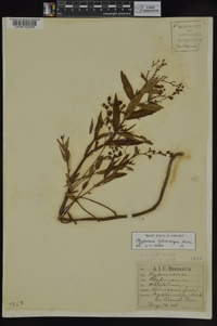 Hypericum sphaerocarpum image