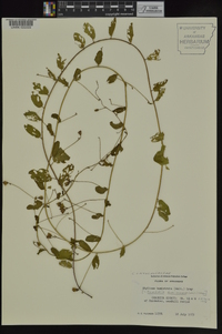 Stylisma humistrata image