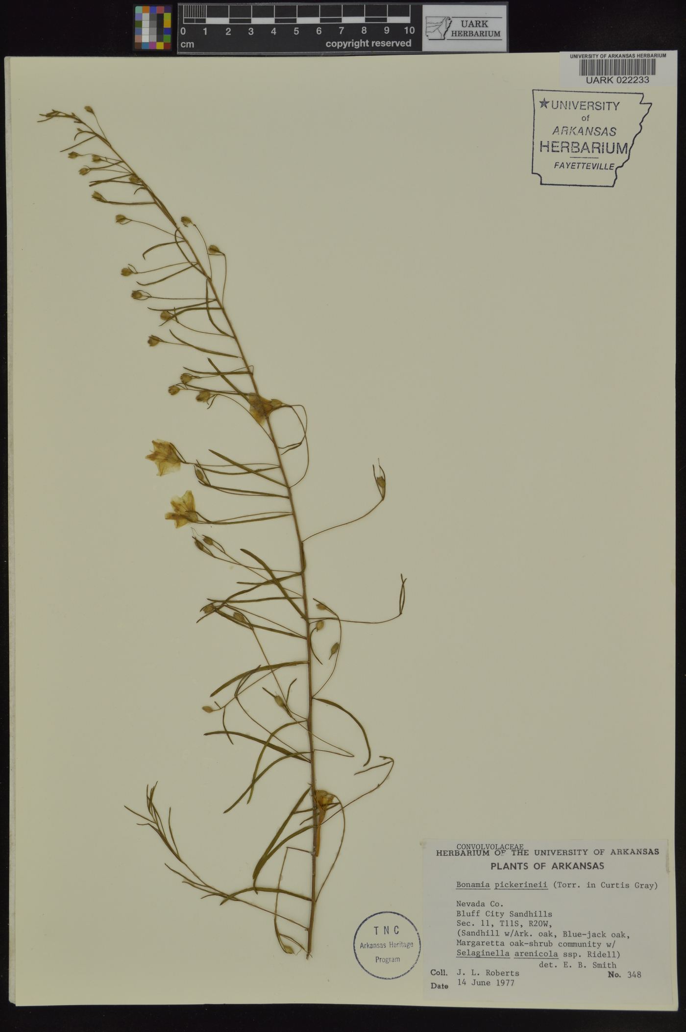 Stylisma pickeringii var. pattersonii image