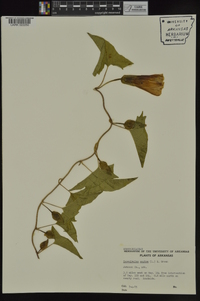 Calystegia sepium subsp. angulata image