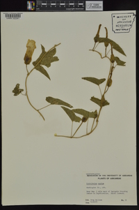 Calystegia sepium subsp. angulata image