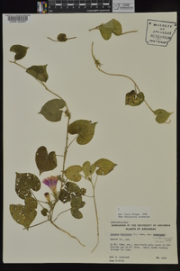 Ipomoea hederacea image