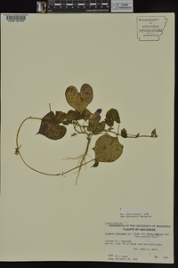 Ipomoea hederacea image