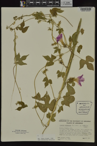 Ipomoea hederacea image