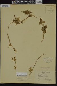 Ipomoea hederacea image