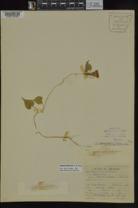 Ipomoea hederacea image