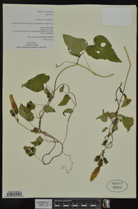 Ipomoea pandurata image