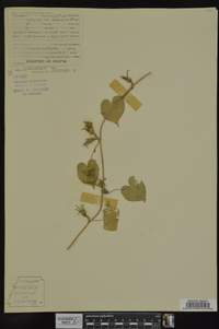 Ipomoea hederacea image