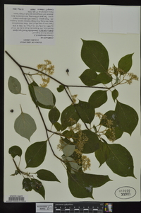 Cornus alternifolia image