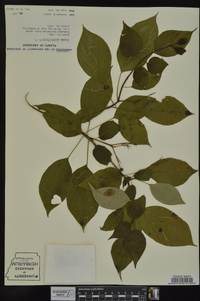 Cornus alternifolia image