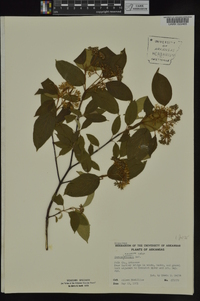 Cornus obliqua image