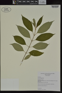 Cornus obliqua image