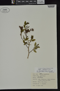 Lyonia ligustrina var. foliosiflora image