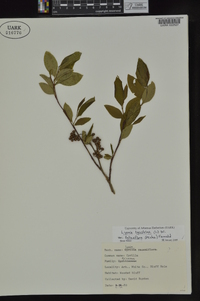 Lyonia ligustrina var. foliosiflora image