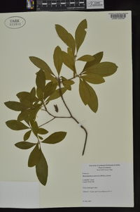 Rhododendron canescens image