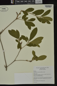 Rhododendron canescens image