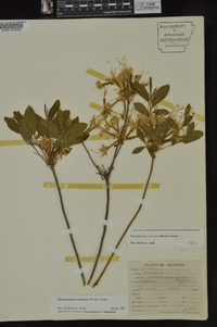 Rhododendron canescens image