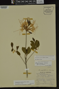 Rhododendron canescens image